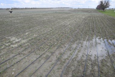 Sahada sulama damla, damla sulama hortumları siyah.