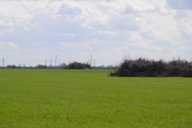 Eski ağaçlarının heaped: bir elma bahçesi