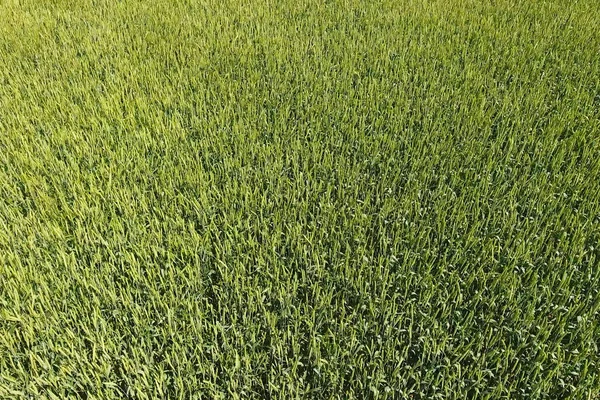 Trigo verde no campo, vista superior com um drone. Textura de whea — Fotografia de Stock