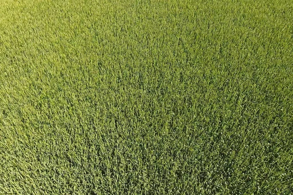 地里的绿色小麦, 用无人机的顶视图。小麦的纹理 — 图库照片
