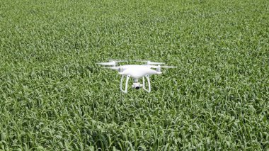 Beyaz quadrocopters buğday bir alan üzerinde uçan