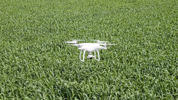 Beyaz quadrocopters buğday bir alan üzerinde uçan