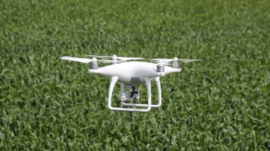 Beyaz quadrocopters buğday bir alan üzerinde uçan