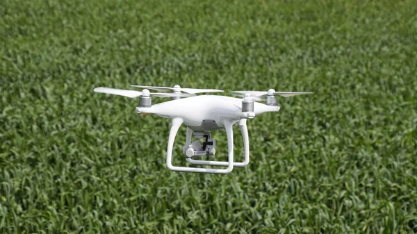 Beyaz quadrocopters buğday bir alan üzerinde uçan