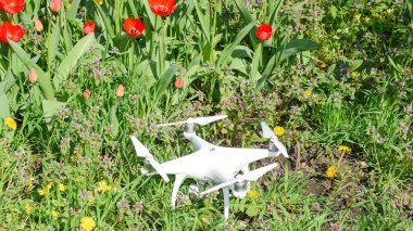 Quadrocopter dji Phantom 4 kırmızı lale çiçekleri ile bir çayır üzerinde yer almaktadır.