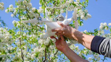 Quadrocopter dji Phantom 4 çiçeklenme kiraz Erik şube üzerinde.