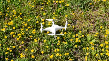 Quadrocopter dji Phantom 4 karahindiba çiçekler ile bir takas üzerinde.