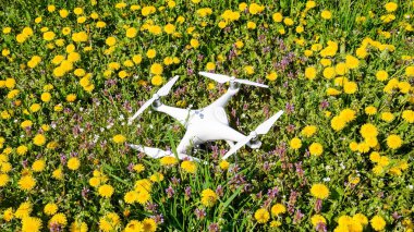 Quadrocopter dji Phantom 4 karahindiba çiçekler ile bir takas üzerinde.