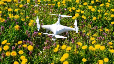 Quadrocopter dji Phantom 4 karahindiba çiçekler ile bir takas üzerinde.