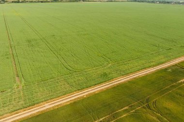 Buğday ve bezelye tarlaları arasında toprak bir yol..