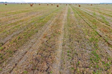 Balya saman alanında. Saman hayvan yem hasat. Saman ile peyzaj alanı