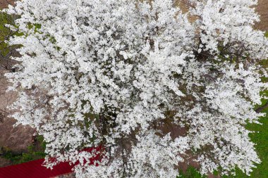 Çiçek açan kiraz eriği. Beyaz çiçekler ve Erik ağaçlarının bir ağaç dalları. Bahar bahçe.