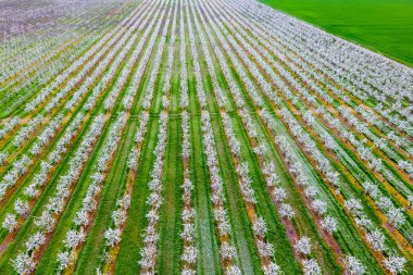 Çiçek açması genç Erik Bahçe, en iyi görünüm. Erik çiçek Bahçe üzerinde dron yayılımı.