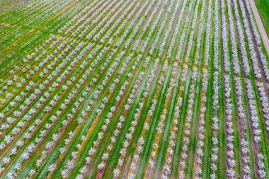 Çiçek açması genç Erik Bahçe, en iyi görünüm. Erik çiçek Bahçe üzerinde dron yayılımı.