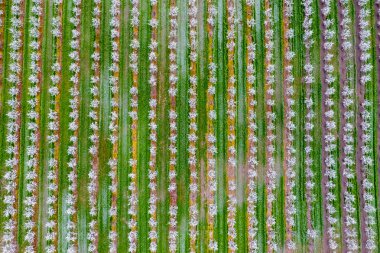 Çiçek açması genç Erik Bahçe, en iyi görünüm. Erik çiçek Bahçe üzerinde dron yayılımı.