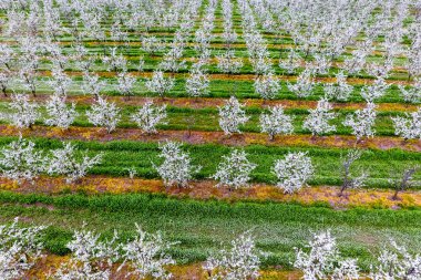 Çiçek açması genç Erik Bahçe, en iyi görünüm. Erik çiçek Bahçe üzerinde dron yayılımı.