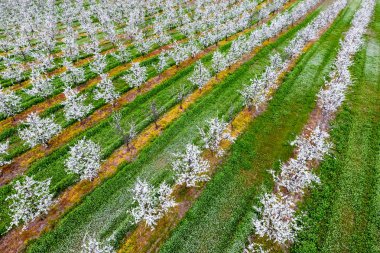 Çiçek açması genç Erik Bahçe, en iyi görünüm. Erik çiçek Bahçe üzerinde dron yayılımı.
