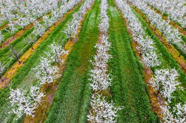 Çiçek açması genç Erik Bahçe, en iyi görünüm. Erik çiçek Bahçe üzerinde dron yayılımı.