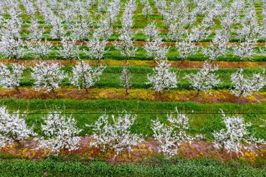 Çiçek açması genç Erik Bahçe, en iyi görünüm. Erik çiçek Bahçe üzerinde dron yayılımı.