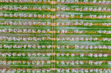 Çiçek açması genç Erik Bahçe, en iyi görünüm. Erik çiçek Bahçe üzerinde dron yayılımı.