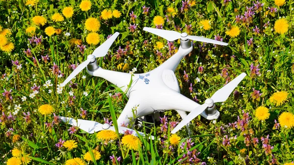 Quadrocopter DJI Phantom 4 está em uma clareira com flores de dente de leão . — Fotografia de Stock