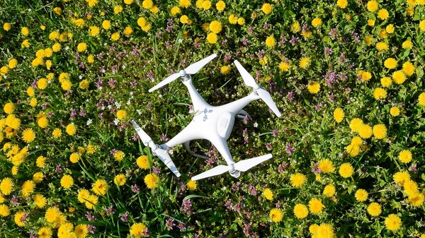 Quadrocopter DJI Phantom 4 está em uma clareira com flores de dente de leão . — Fotografia de Stock