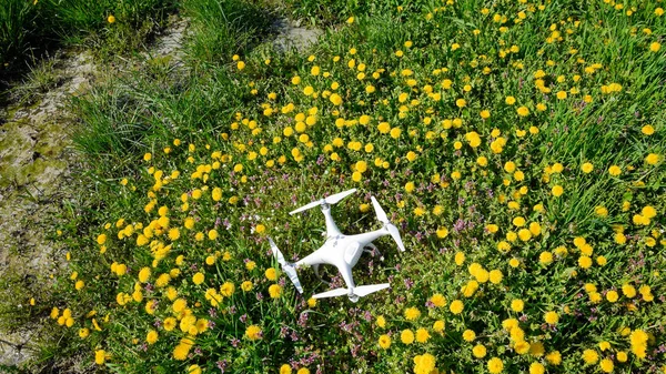 Quadrocopter DJI Phantom 4 está em uma clareira com flores de dente de leão . — Fotografia de Stock