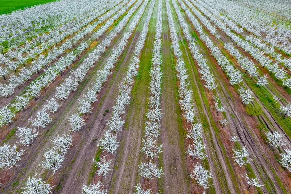 Blommande unga plommon trädgården, top view. Spännvidd av drönare över plommon blommande trädgården. — Stockfoto