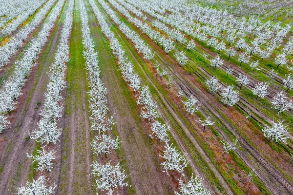 Blommande unga plommon trädgården, top view. Spännvidd av drönare över plommon blommande trädgården. — Stockfoto