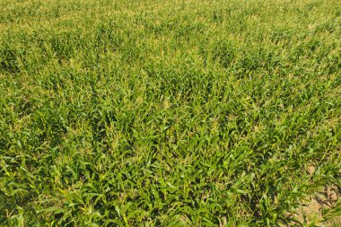 Mısır tarlası. Yeşil mısır tarlada çiçek açar. Büyüme süresi 