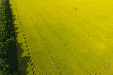 Rüzgar koruması için çiçekli tecavüz ve orman kayışları alanında. Tecavüz, Sarı çiçekli bir syderatic bitki. Alan siderates ile.