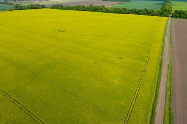 Alan çiçekli tecavüz. Tecavüz, Sarı çiçekli bir syderatic bitki. Alan siderates ile.