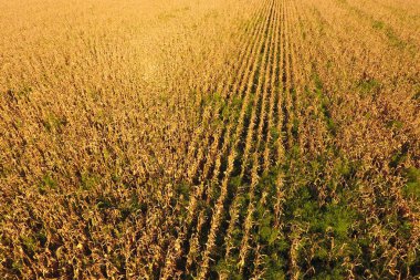 Olgun Mısır ile alan. Kuru mısır sapları. Mısır tarlası görünümü 