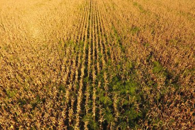 Olgun Mısır ile alan. Kuru mısır sapları. Mısır tarlası görünümü 