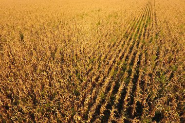 Olgun Mısır ile alan. Kuru mısır sapları. Mısır tarlası görünümü 
