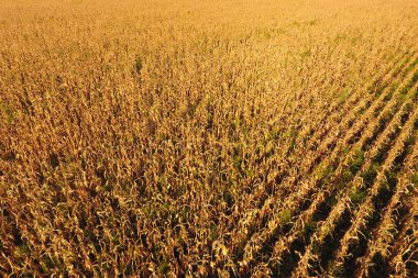 Olgun Mısır ile alan. Kuru mısır sapları. Mısır tarlası görünümü 