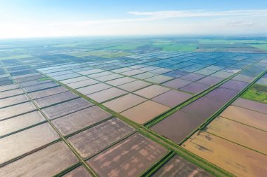 Sular altında pirinç paddies. F pirinç büyüyen agronomik yöntemleri