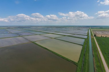 Pirinç tarlaları sular altında. Büyüyen pirinç Agronomik yöntemleri
