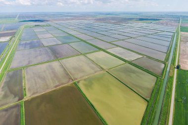 Pirinç tarlaları sular altında. Büyüyen pirinç Agronomik yöntemleri