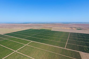 Üzüm meyve bahçeleri kuşbakışı. Asma satırları. Bahçe Üstten Görünüm