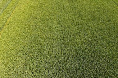 Alanda yeşil buğday, bir drone ile üst görünüm. WHEA dokusu