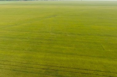 Alanda yeşil buğday, bir drone ile üst görünüm. WHEA dokusu