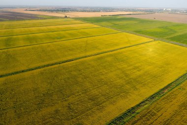 Suyla dolu tarlalarda pirinç yetiştiriyor. Alanda olgun pirinç, begi