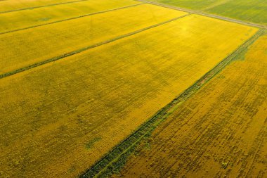 Suyla dolu tarlalarda pirinç yetiştiriyor. Alanda olgun pirinç, begi