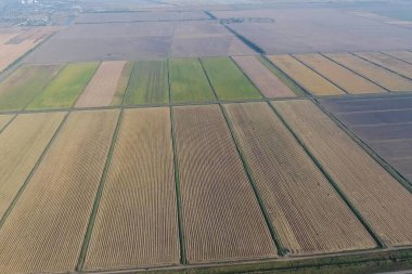 Suyla dolu tarlalarda pirinç yetiştiriyor. Alanda olgun pirinç, begi