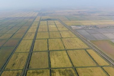 Suyla dolu tarlalarda pirinç yetiştiriyor. Alanda olgun pirinç, begi