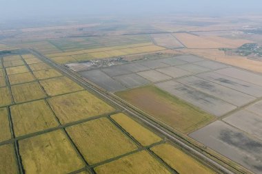 Suyla dolu tarlalarda pirinç yetiştiriyor. Alanda olgun pirinç, begi