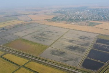 Suyla dolu tarlalarda pirinç yetiştiriyor. Alanda olgun pirinç, begi