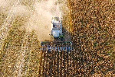 Hasat mısır hasat. Mısır koçanı bir co yardımıyla toplamak