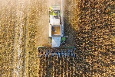 Hasat mısır hasat. Mısır koçanı bir co yardımıyla toplamak